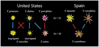 Trajectories of Homoeolog-Specific Expression in Allotetraploid Tragopogon castellanus Populations of Independent Origins